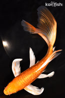 8" GINRIN ORENJI OGON BUTTERFLY