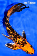 8" ORENJI BEKKO BUTTERFLY