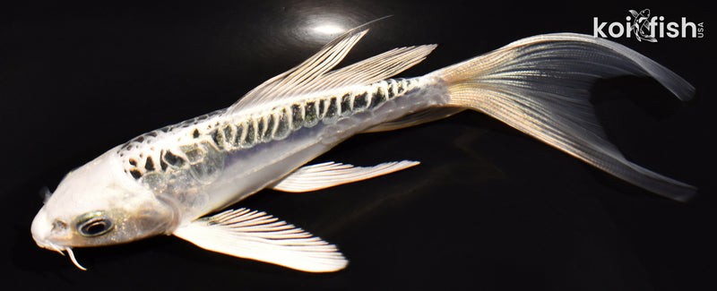 5.5" KIKOKURYU BUTTERFLY