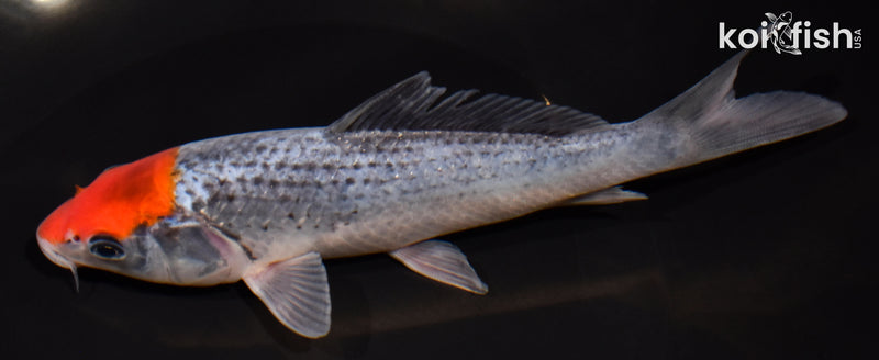 6.25" TANCHO GOSHIKI