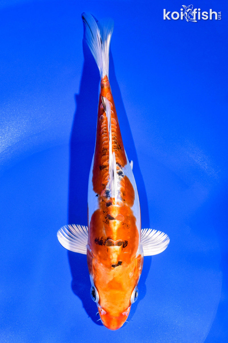 8" HEISEI NISHIKI