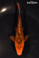 5.25" GINRIN AKA MATSUBA