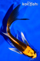 4.25" ORENJI MATSUBA BUTTERFLY