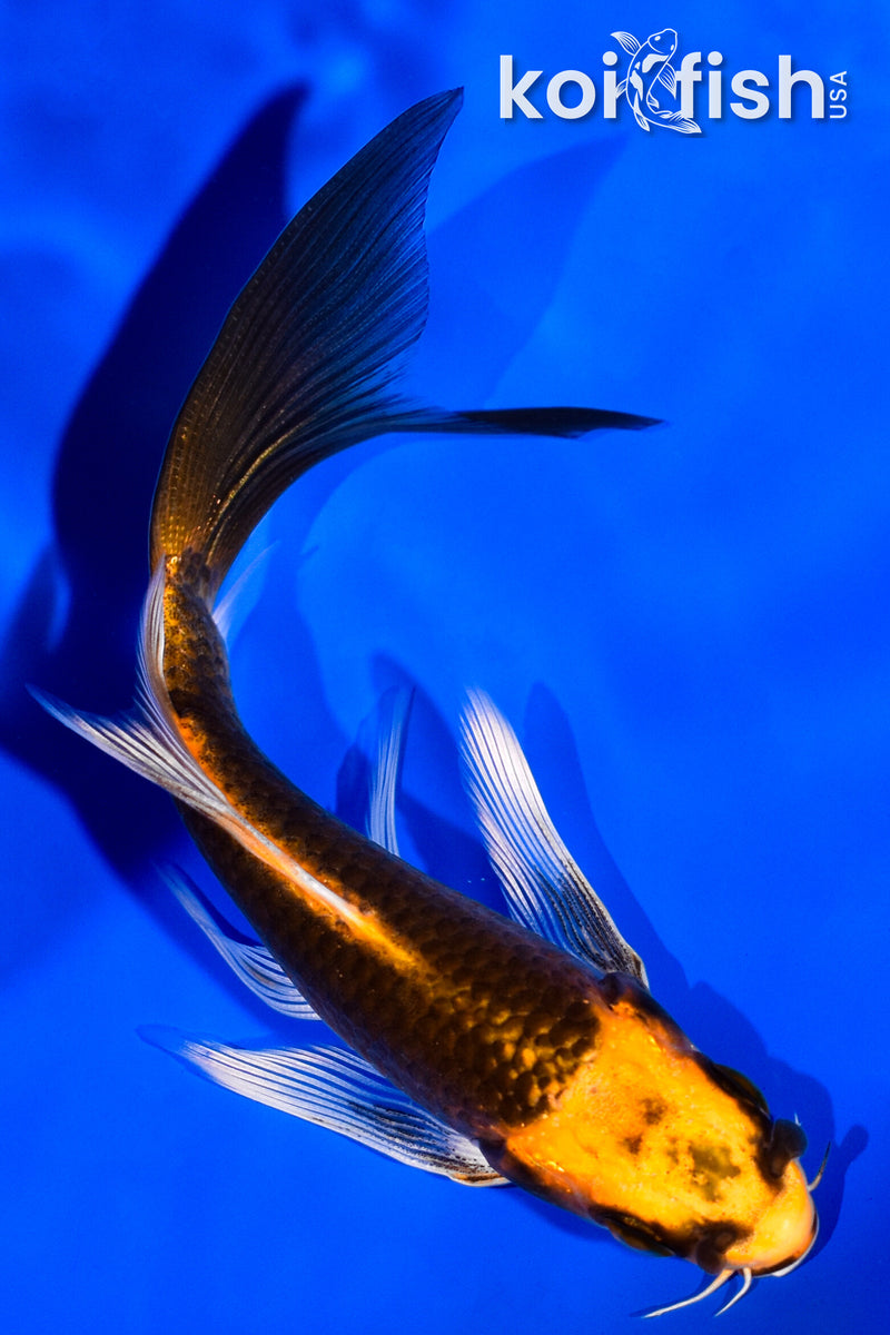 4.25" ORENJI MATSUBA BUTTERFLY