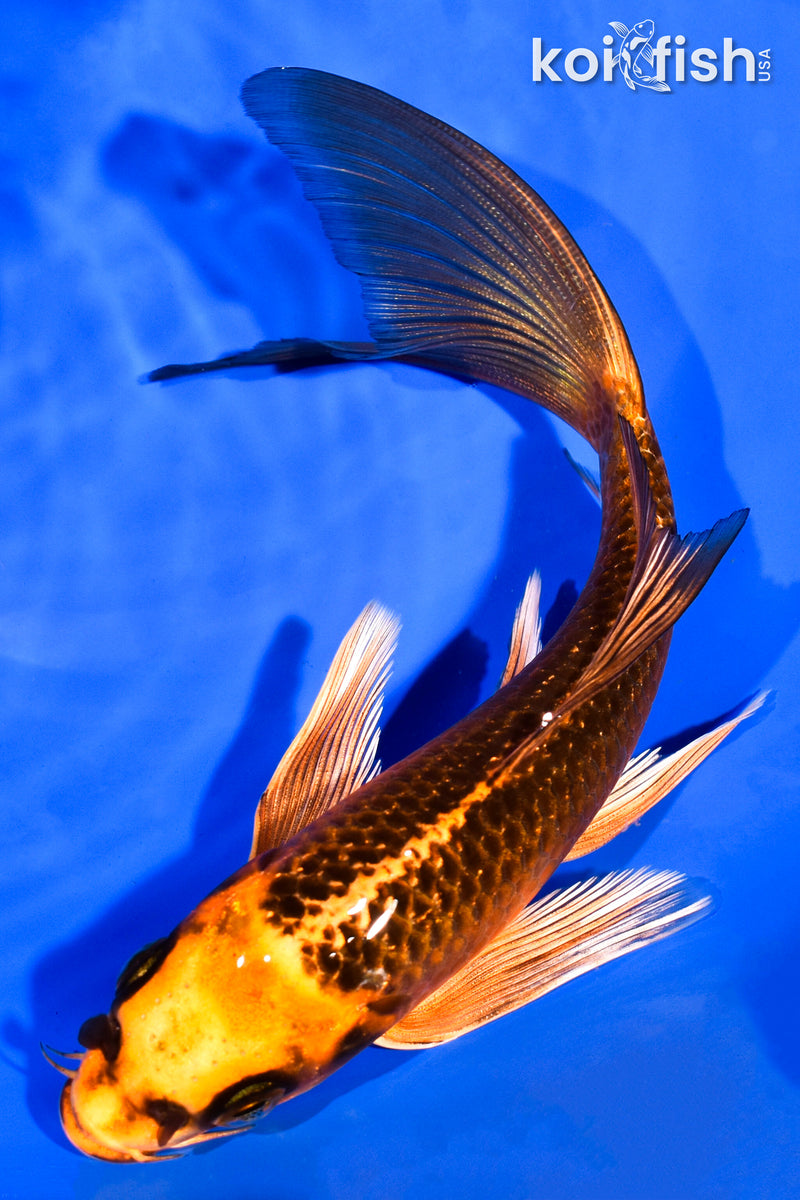7" GINRIN ORENJI MATSUBA BUTTERFLY