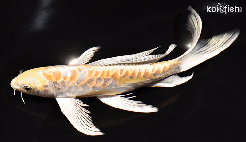 7.5" DOITSU HARIWAKE BUTTERFLY