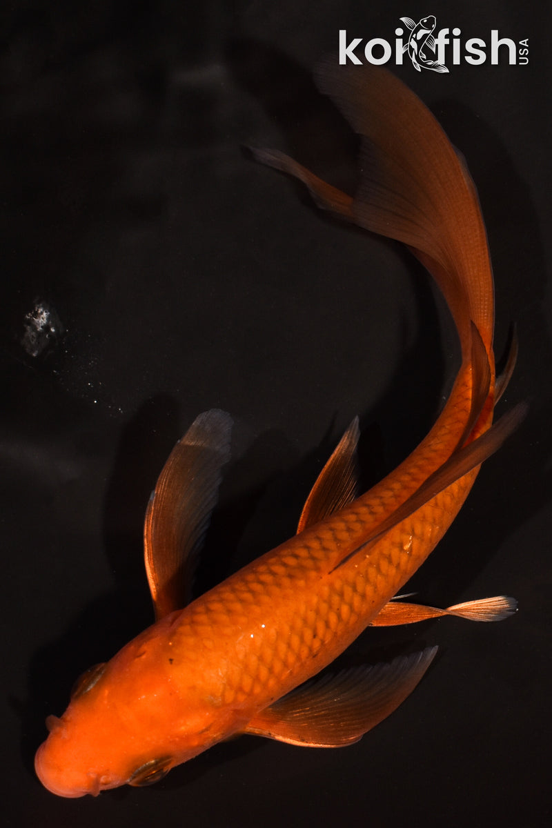 5.5" CHAGOI BUTTERFLY