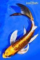 8.5" KIN KIKOKURYU BUTTERFLY