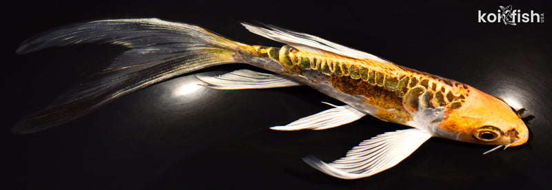 6.5" KIN KIKOKURYU BUTTERFLY