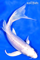 7" DOITSU PLATINUM OGON BUTTERFLY