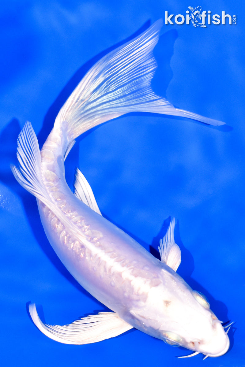 7" DOITSU PLATINUM OGON BUTTERFLY