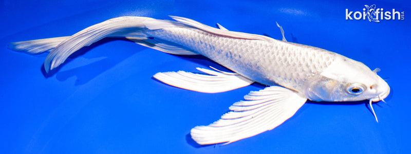 9.5" PLATINUM OGON BUTTERFLY