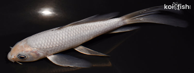 5.5" SORAGOI BUTTERFLY