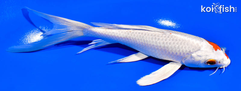 6.75" HARIWAKE BUTTERFLY