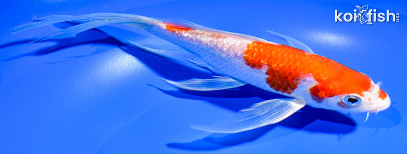 7.5" GINRIN KOHAKU BUTTERFLY