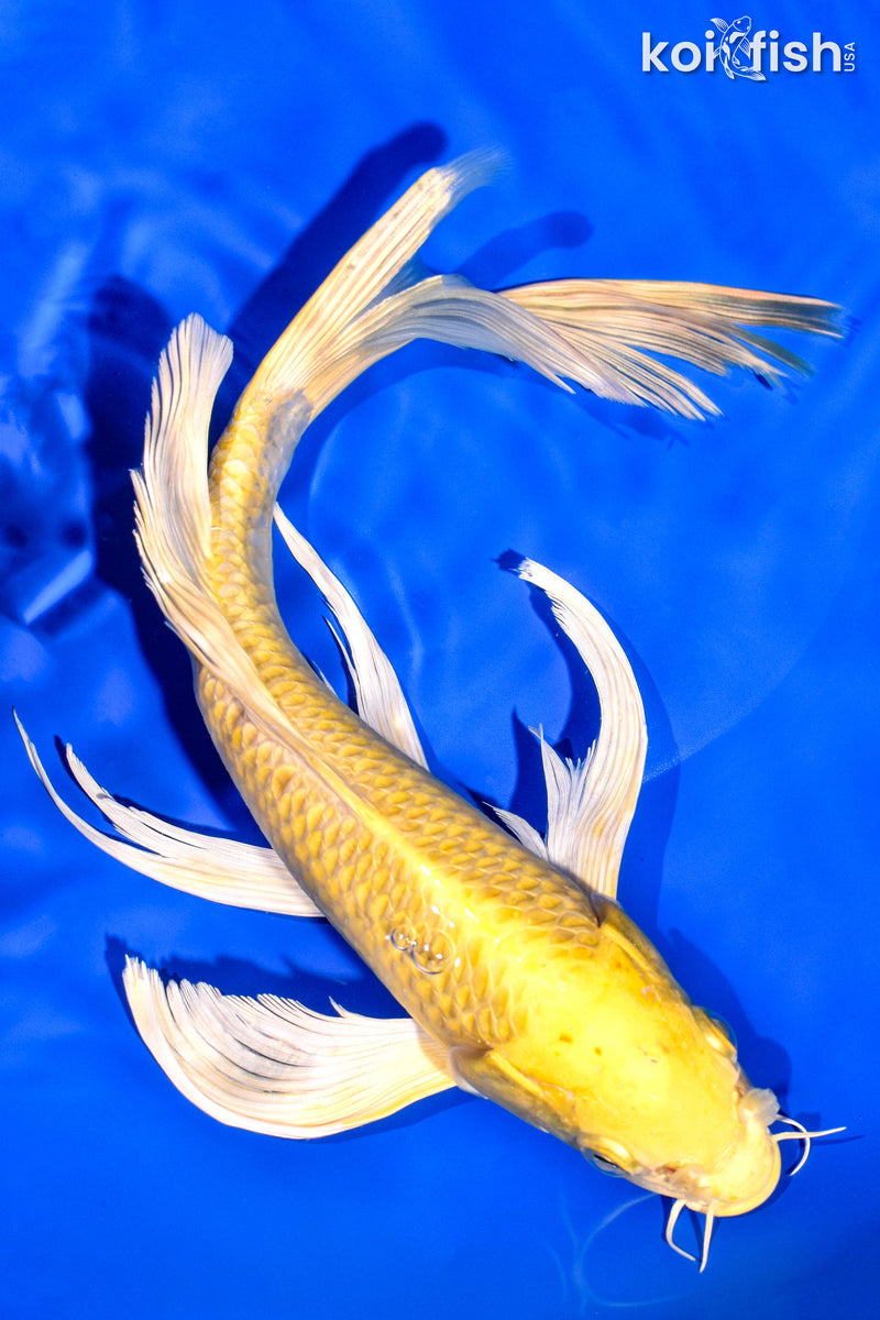 11.5" YAMABUKI OGON BUTTERFLY