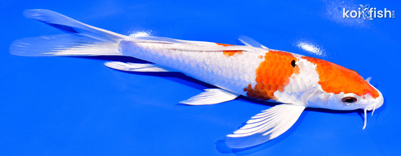 7.75" HARIWAKE BUTTERFLY