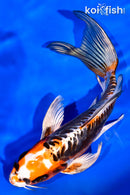 7" BENI KIKOKURYU BUTTERFLY