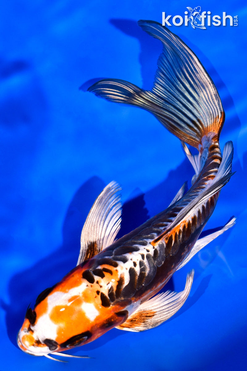 7" BENI KIKOKURYU BUTTERFLY