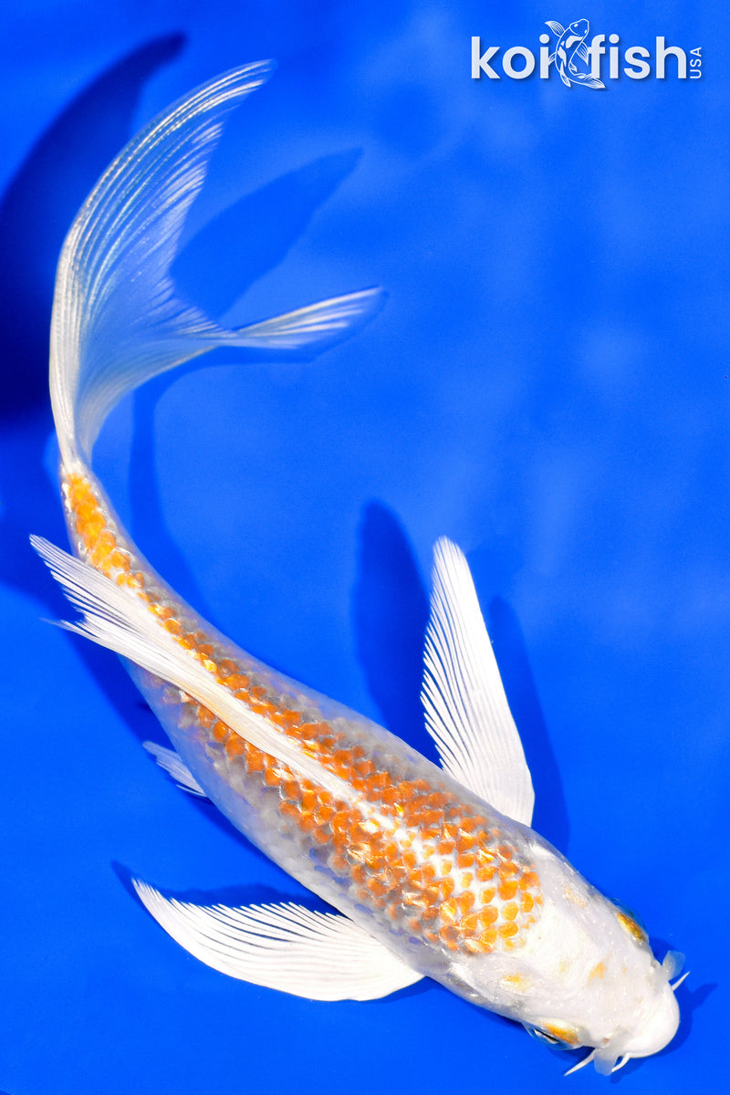 Ginrin Koi for Sale | Buy Ginrin Koi Online | Koi Fish USA
