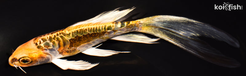 6.5" KIN KIKOKURYU BUTTERFLY
