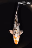 4.75" YAMATO NISHIKI