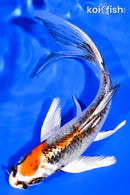 6.75" KUJAKU BUTTERFLY