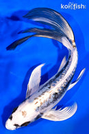 8.75" KIKOKURYU BUTTERFLY