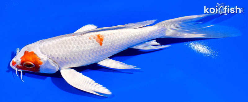6.75" HARIWAKE BUTTERFLY