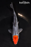 6.25" TANCHO GOSHIKI