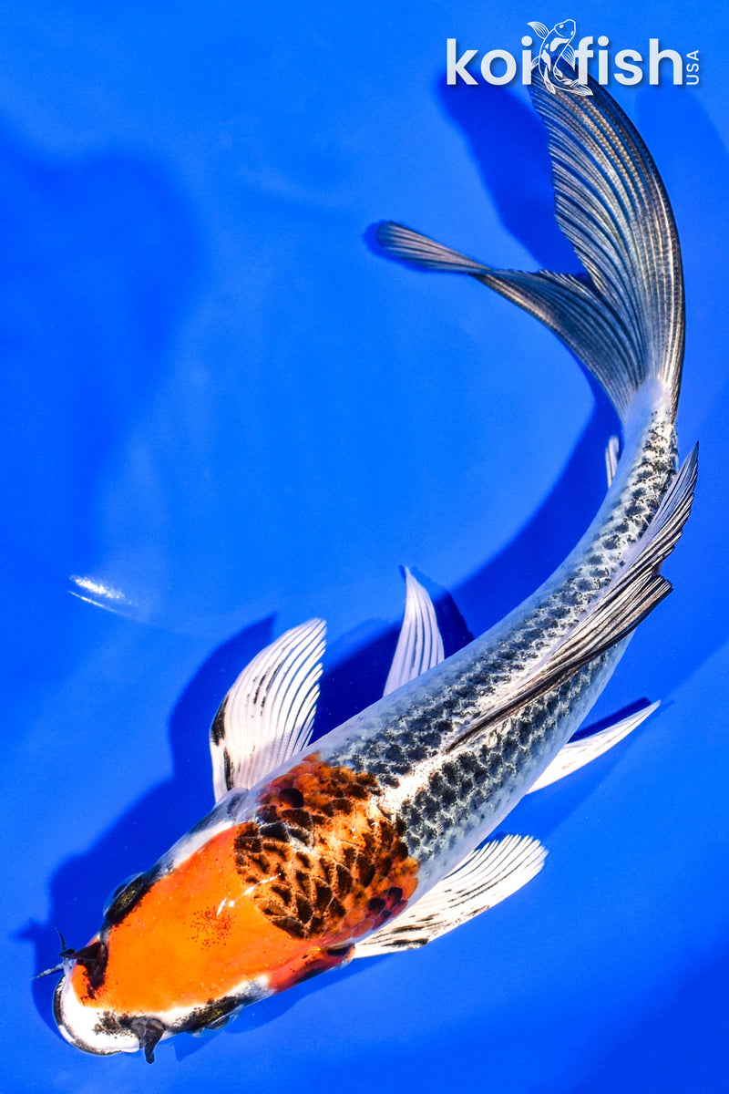 7.25" KUJAKU BUTTERFLY