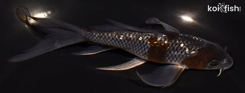 5.5" GINRIN OCHIBA SHIGURE BUTTERFLY