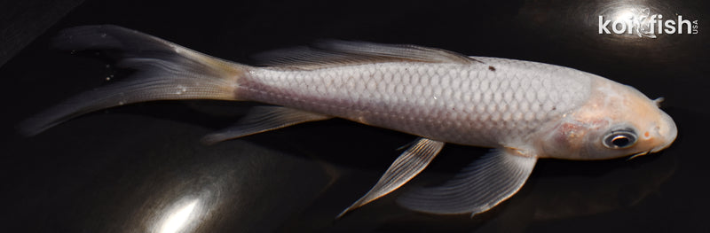 5.5" SORAGOI BUTTERFLY