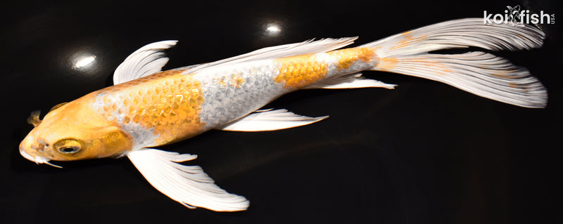 10.5" GINRIN HARIWAKE BUTTERFLY