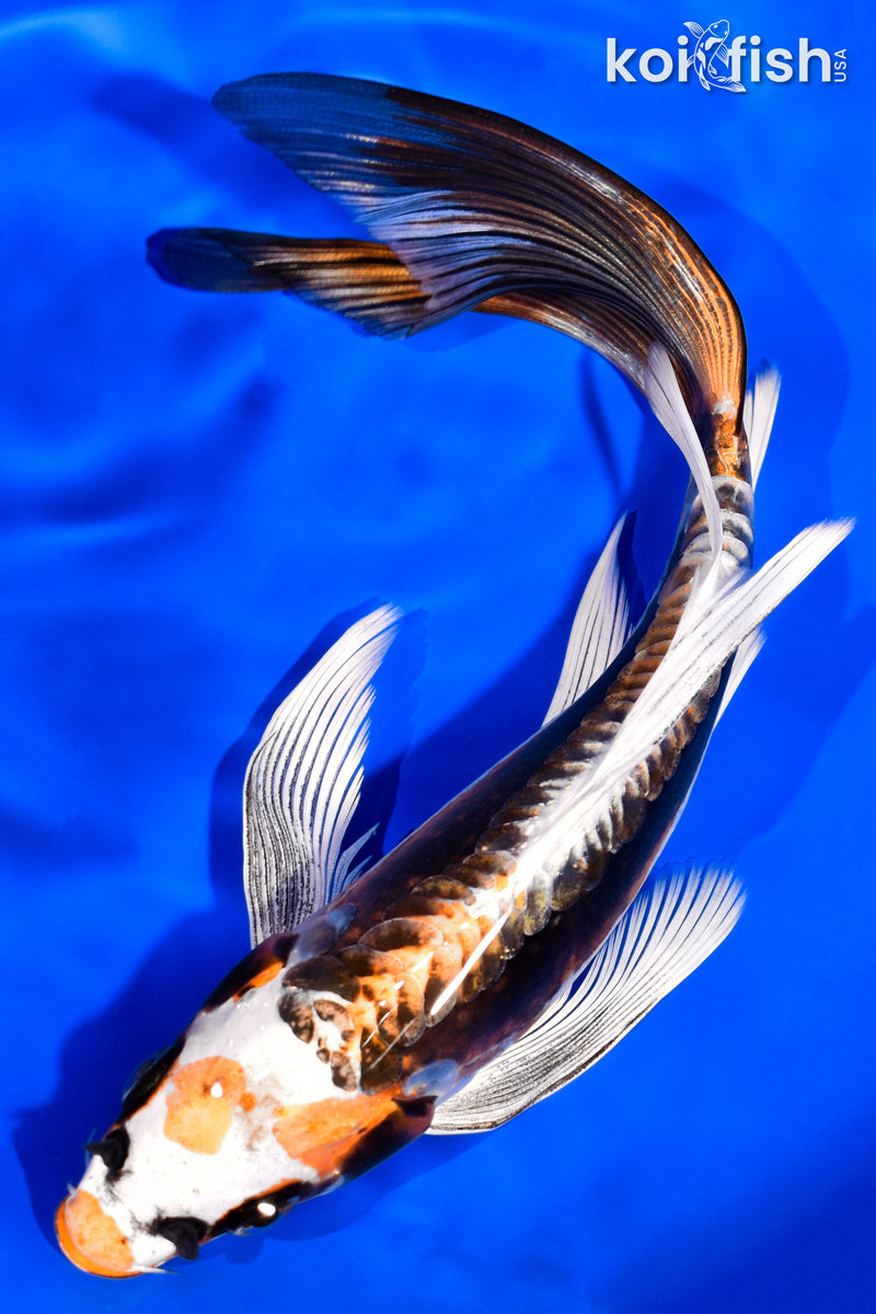 8.25" KIN KIKOKURYU BUTTERFLY