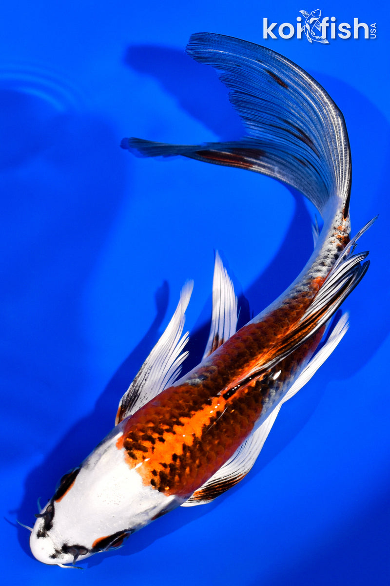 7.5" KUJAKU BUTTERFLY