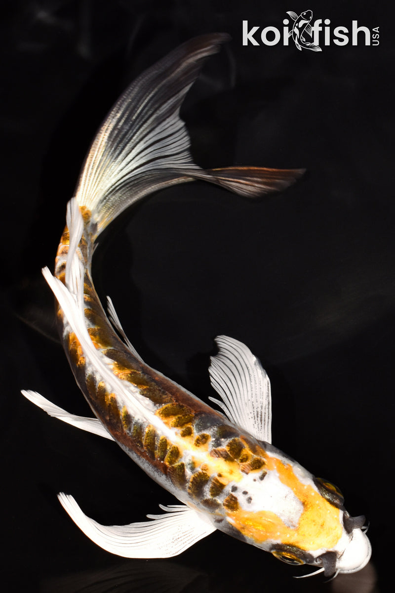 6.75" KIN KIKOKURYU BUTTERFLY