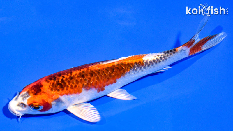 6" KUJAKU