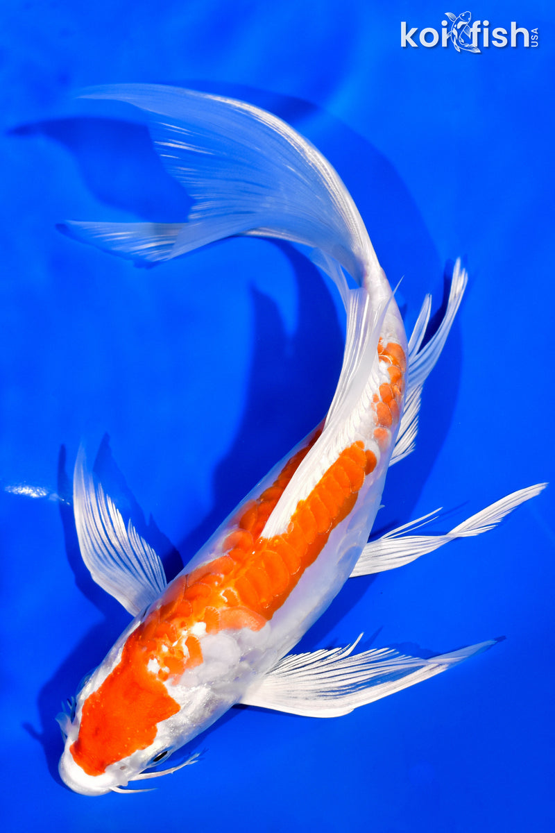 7.75" KIKUSUI BUTTERFLY