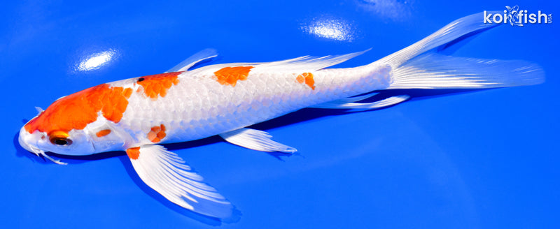 7.75" HARIWAKE BUTTERFLY