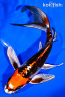 7.25" BENI KIKOKURYU BUTTERFLY