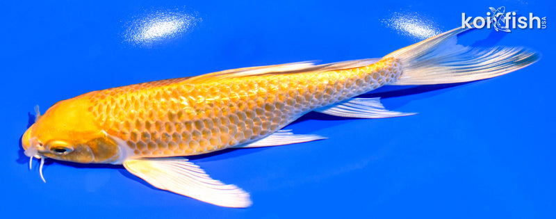 7.5" GINRIN YAMABUKI OGON BUTTERFLY