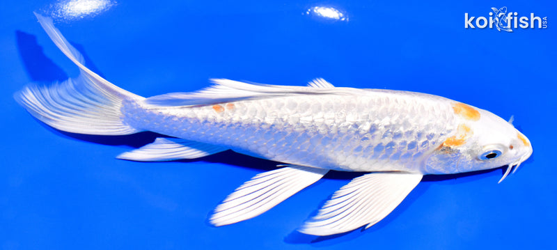 7.25" GINRIN HARIWAKE BUTTERFLY