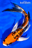 7.25" DOITSU KUJAKU BUTTERFLY