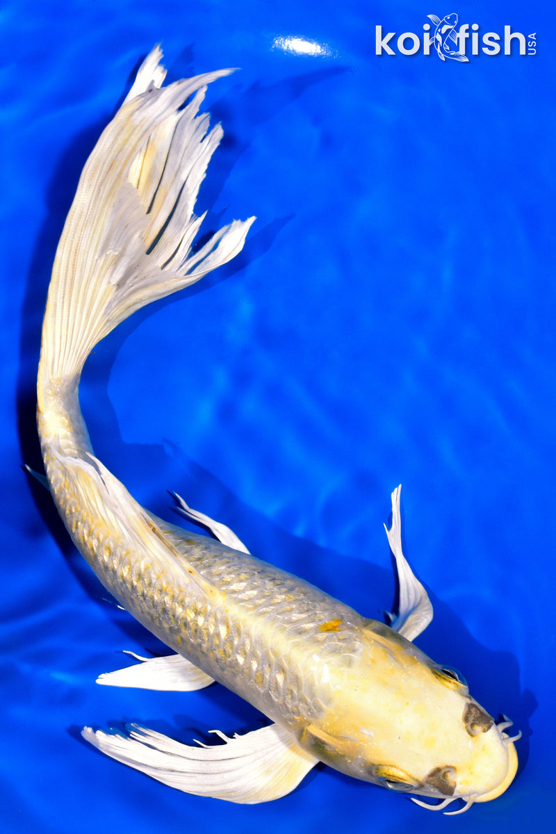 10.25" GINRIN KI MATSUBA BUTTERFLY