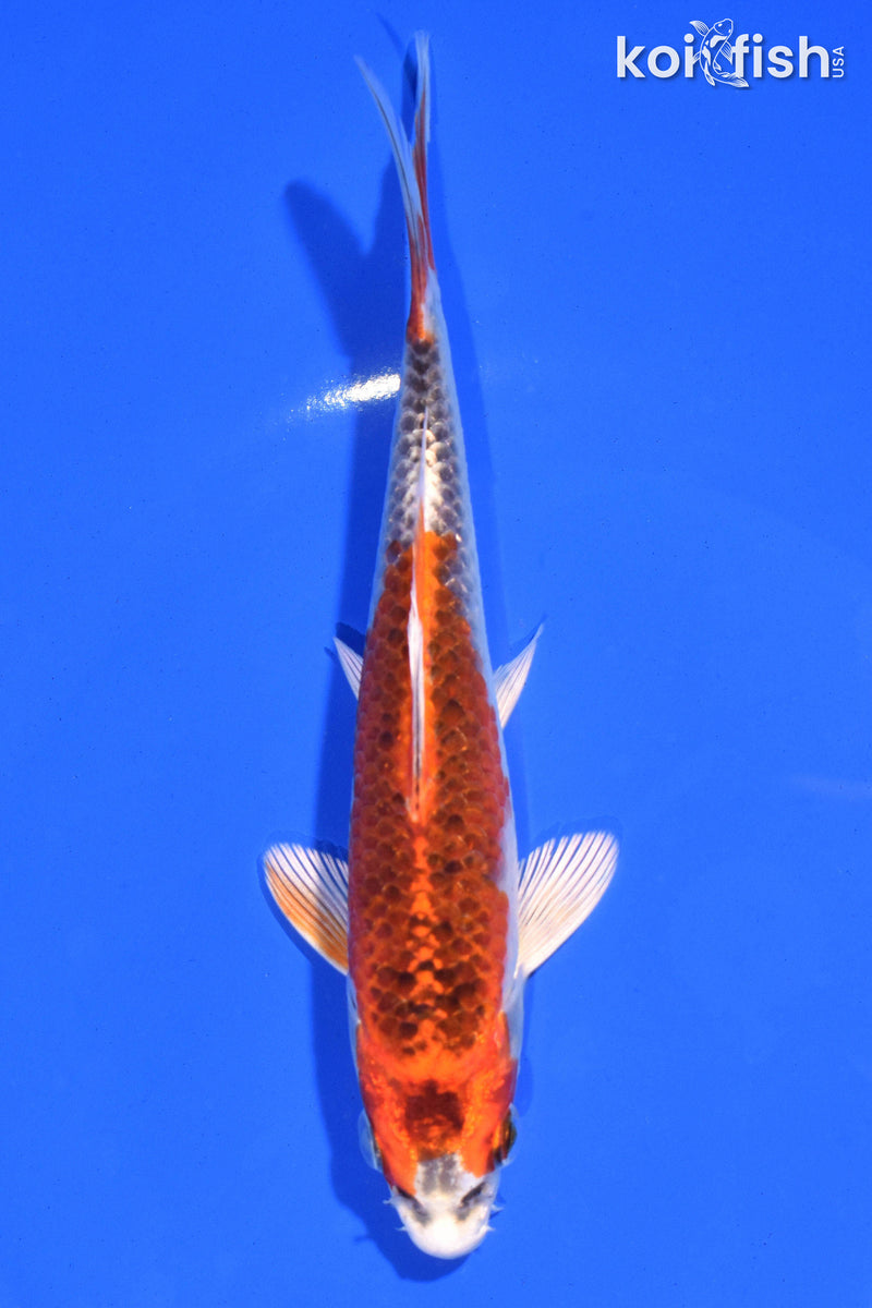 6" KUJAKU