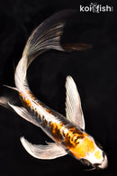 8" KIN KIKOKURYU BUTTERFLY