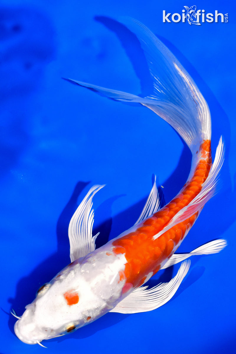 7.25" KIKUSUI BUTTERFLY