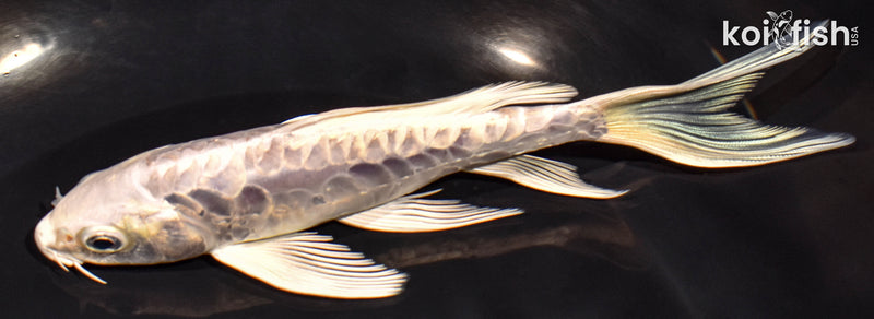 6" DOITSU PLATINUM OGON BUTTERFLY
