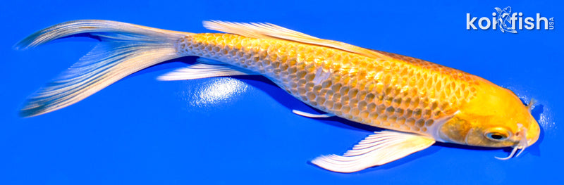7.5" GINRIN YAMABUKI OGON BUTTERFLY